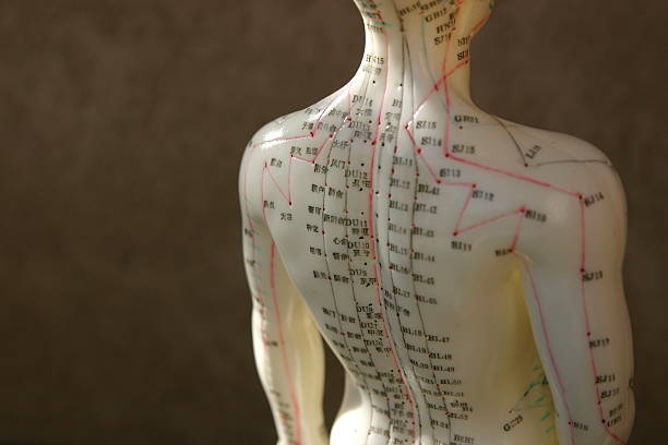 Close-up of the Acupuncture model